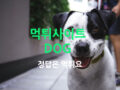 DOG 도그 먹튀신고 dog-ok.com 76만원 이름처럼 개같은 먹튀